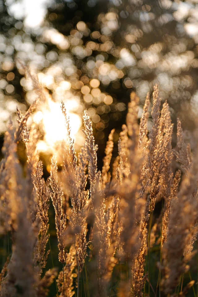 Evening morning sun photo