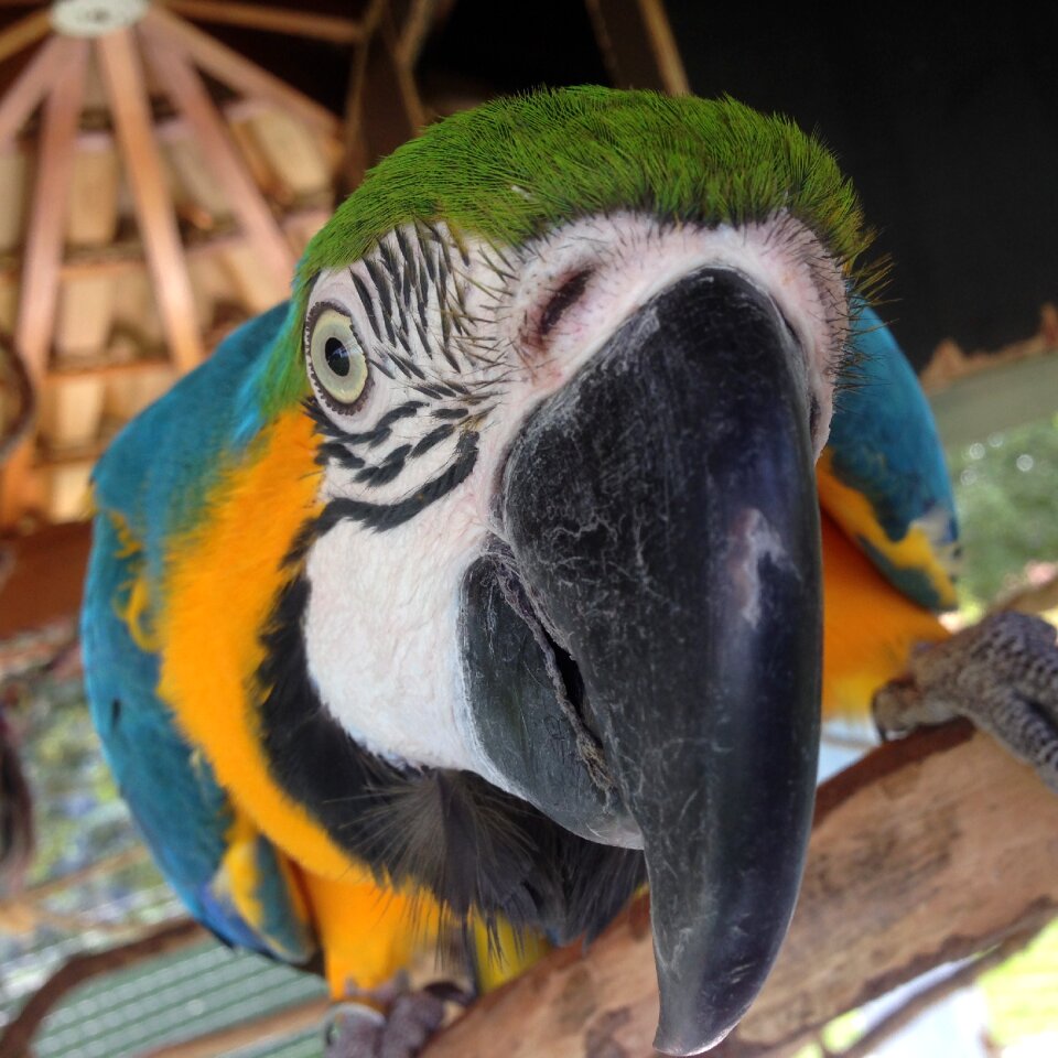 Brazil jungle nature