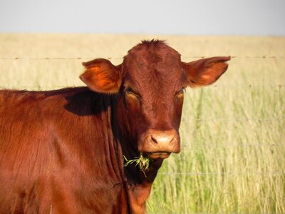 Grass farmer