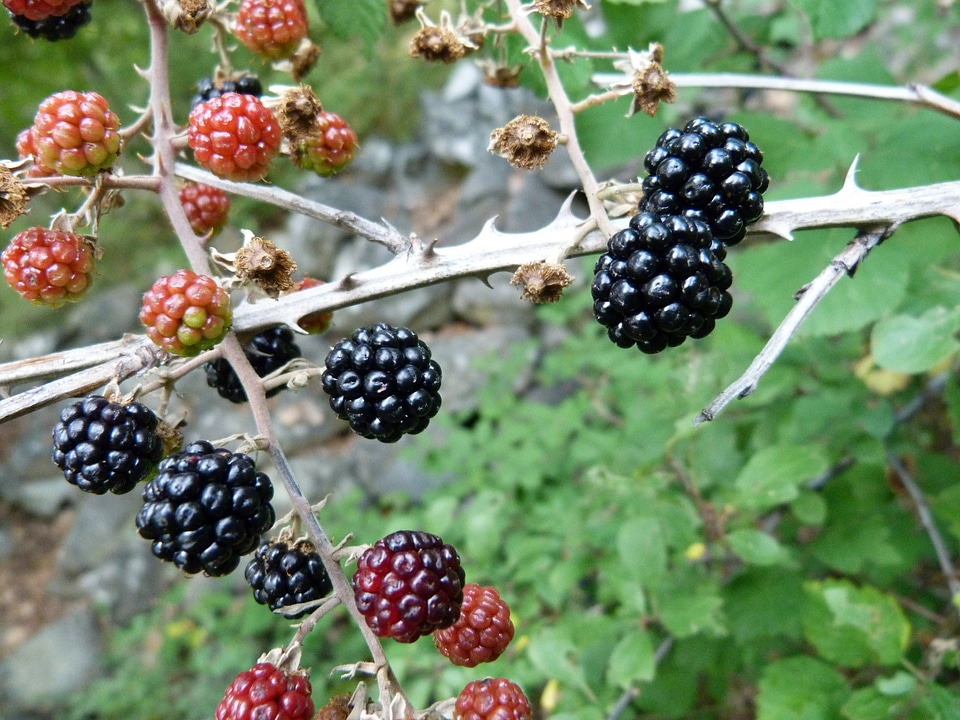 Red fruits collection nature