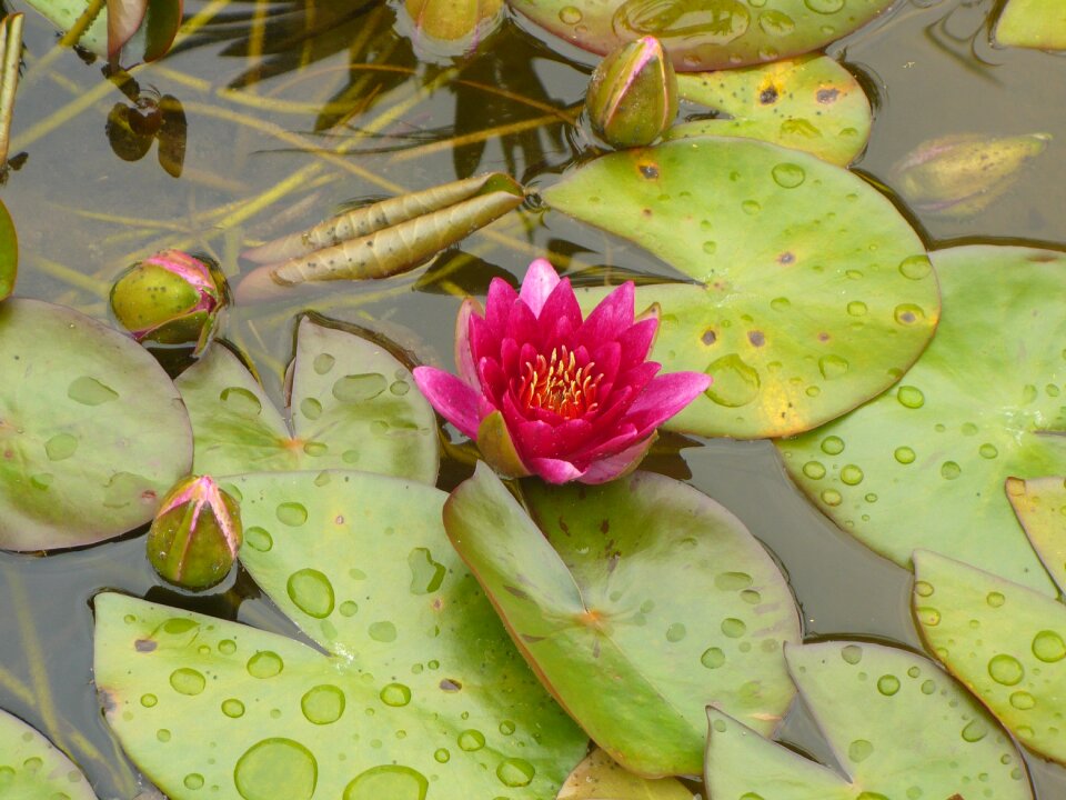 Fresh botanical blossoms