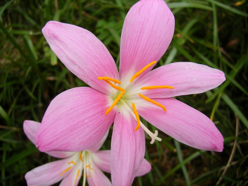 Blooming flower