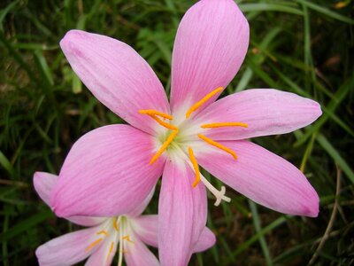 Blooming flower