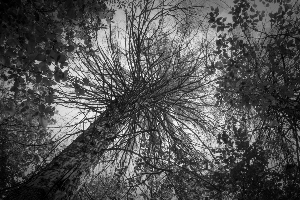 Leaves wood bw