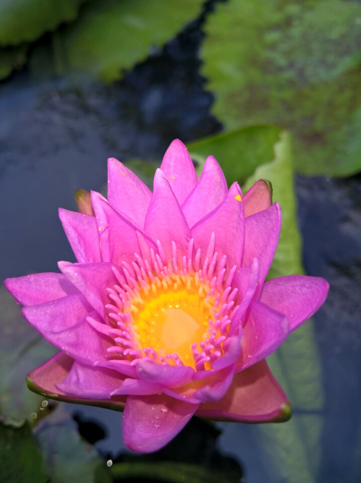 Her home loss status lilies wear purple guns