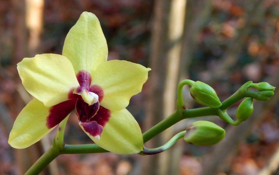 Yellow red pot plant