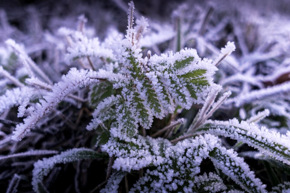 Winter plant crystals photo