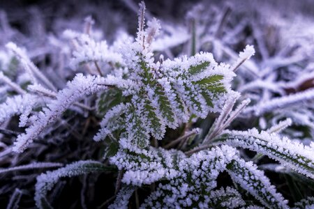 Winter plant crystals photo