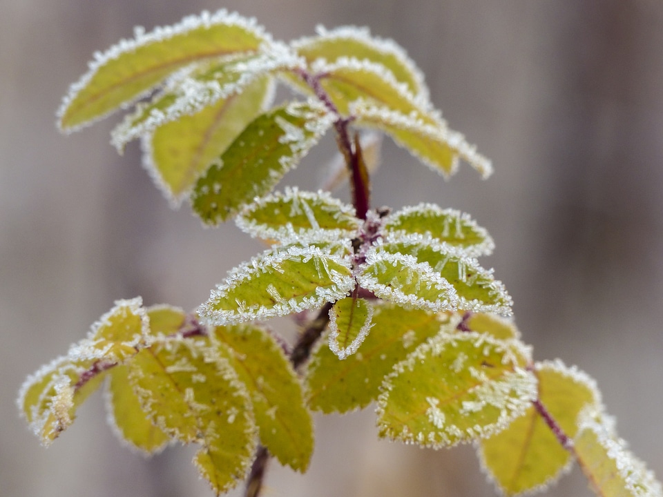Background nature ice