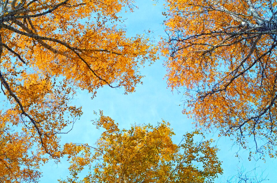 Foliage sheet yellow photo