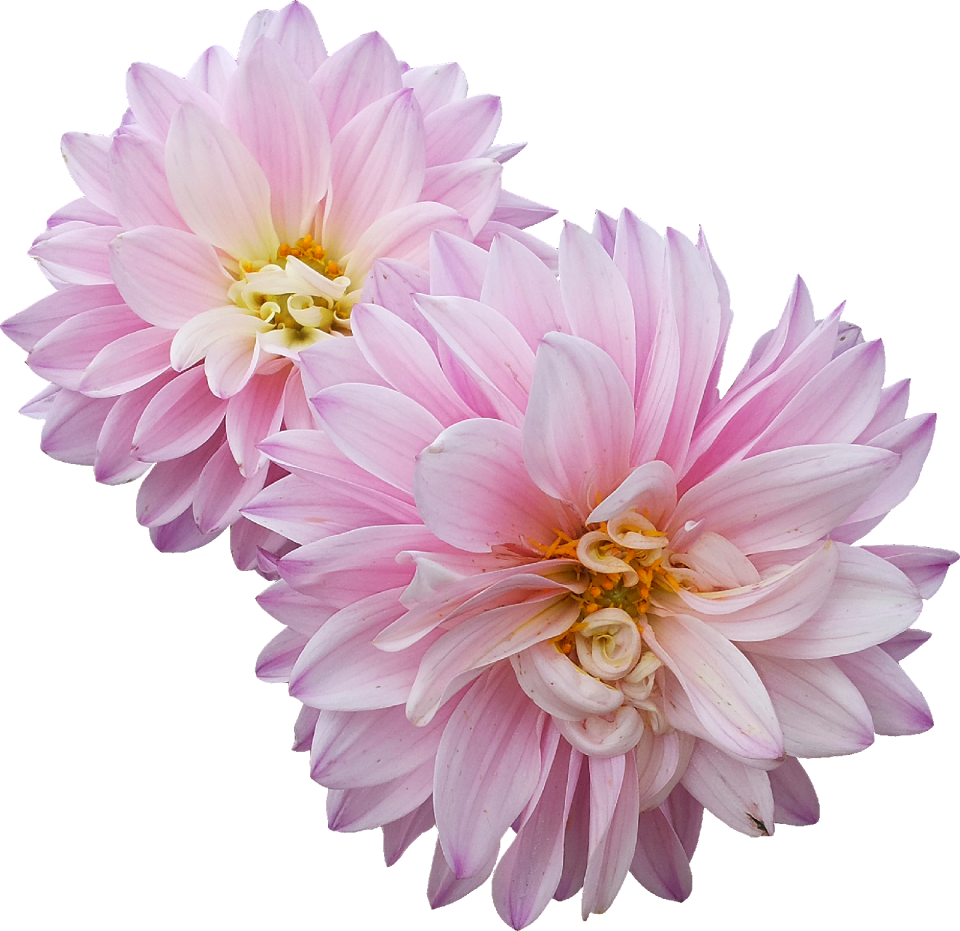 Dahlias flowers pink