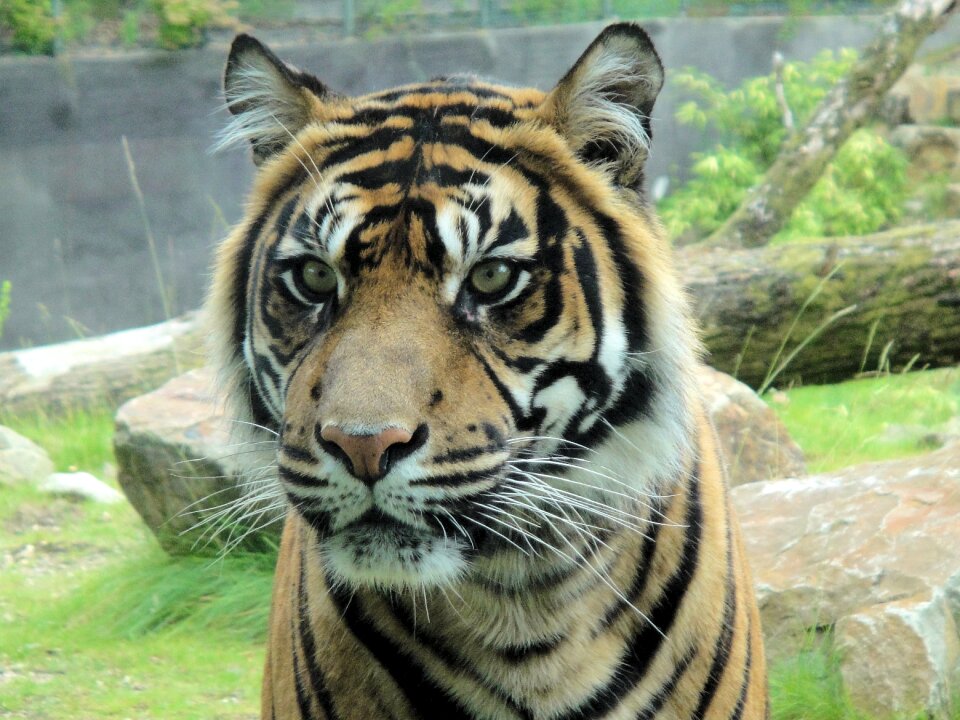 Tigerhead predator wild