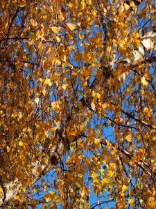 Autumn landscape forest fall