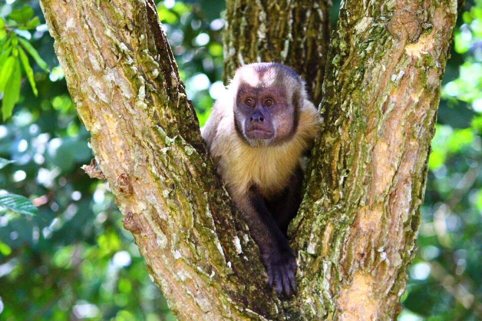 Primate animal brazil