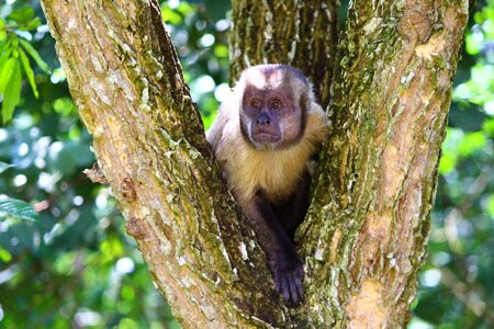 Primate animal brazil