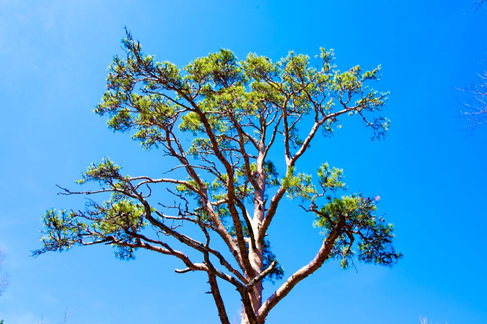 Tree landscape nature