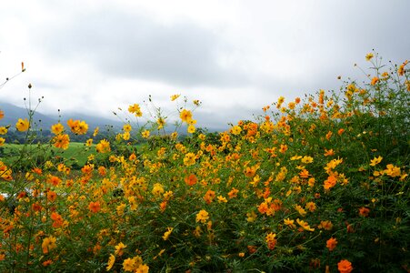 Yellow grassland green