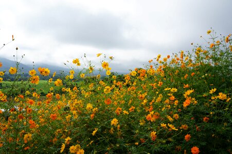 Yellow grassland green photo