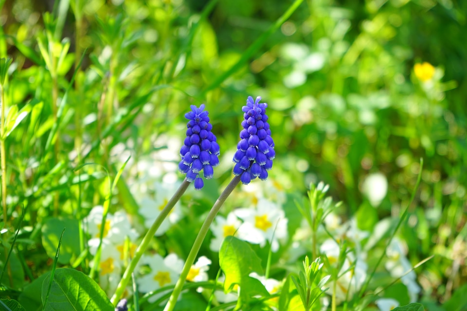 Flower blue spring photo