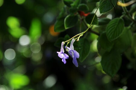 Purple light bokeh