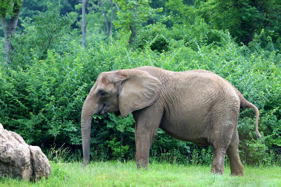 Nature wildlife african