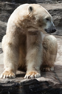 Fur mammal north pole