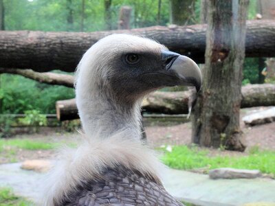 Beak animal zoo