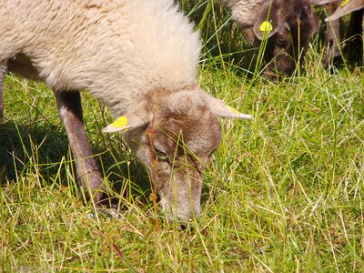 Sheep willingen wool photo