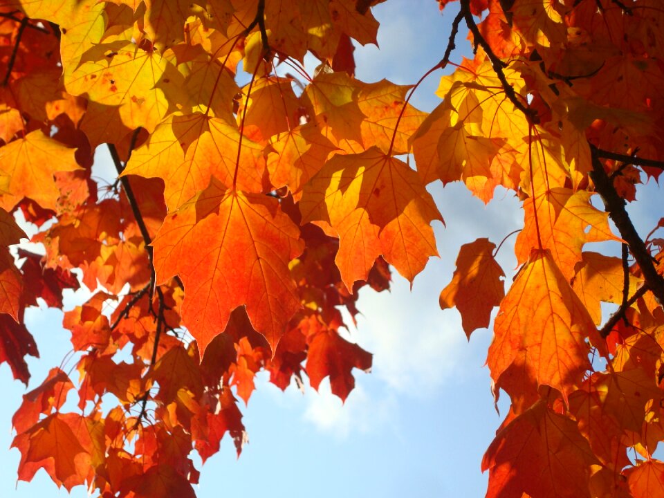 Leaves maple orange photo