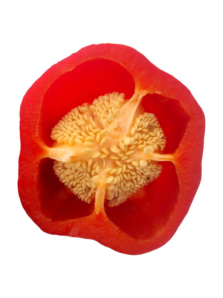 Seeds cross section transparent