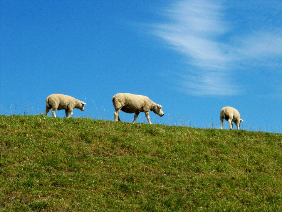 Livestock agriculture grass