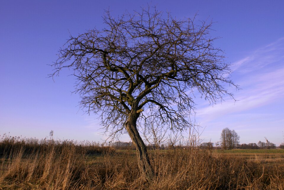 Meadows branches dry