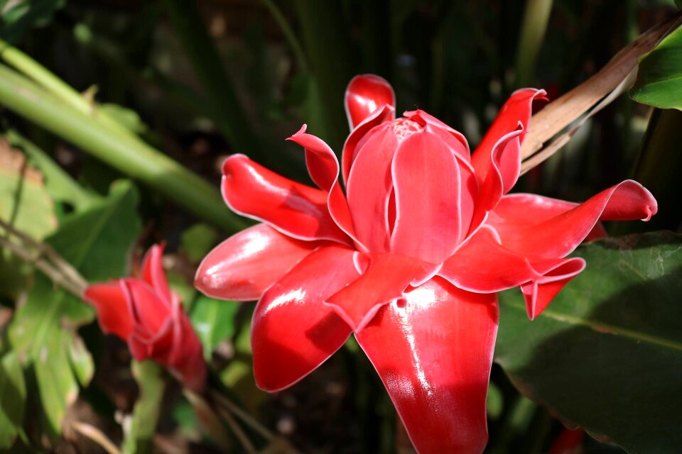 Flower ginger torch ginger