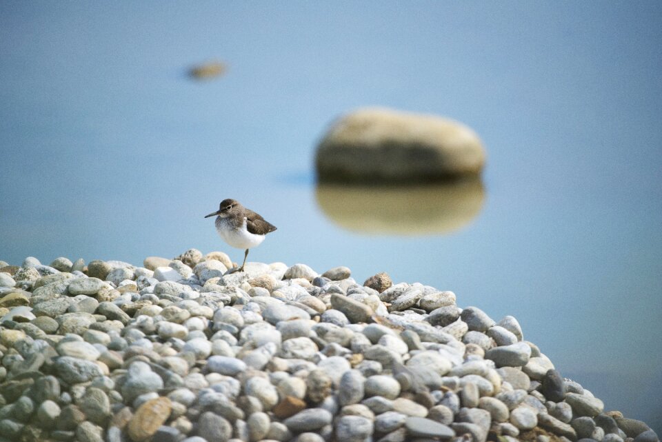 Field birds mazères ariège