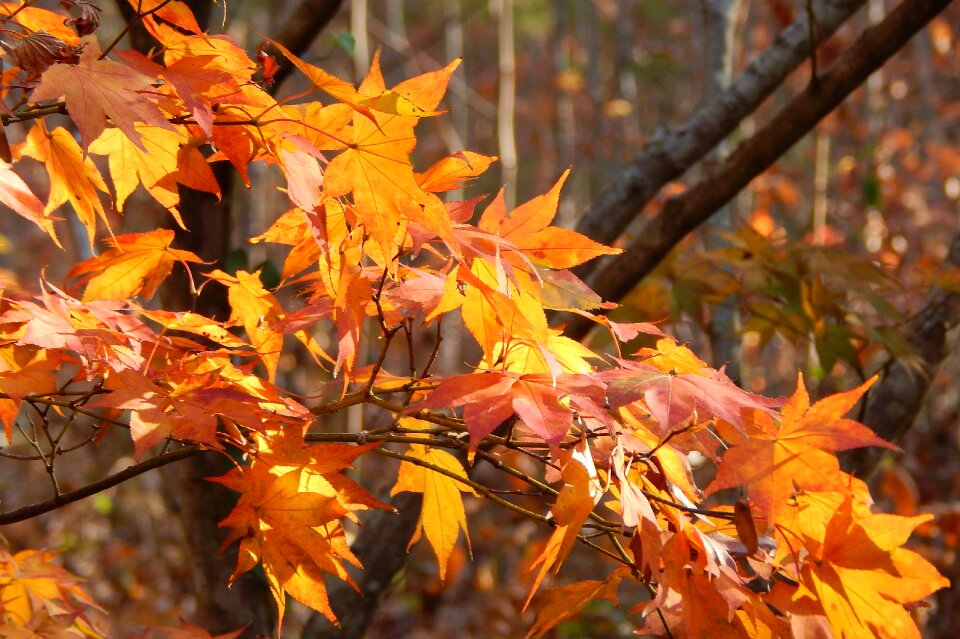 Plant fall autumn gold