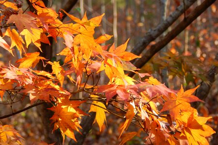 Plant fall autumn gold photo