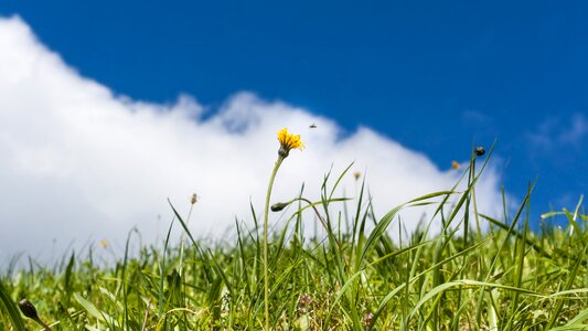Grass blue green