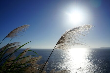 Sea horizon herb