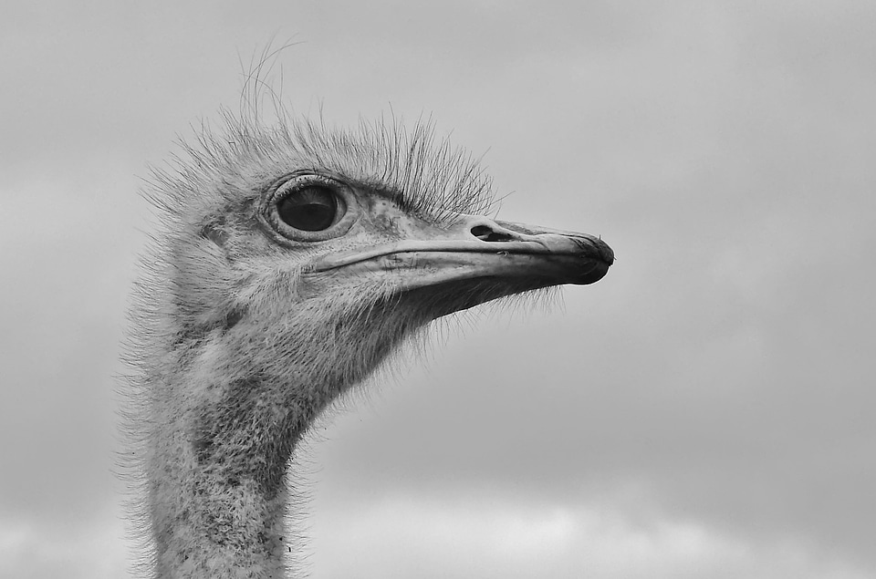 Portrait head black and white