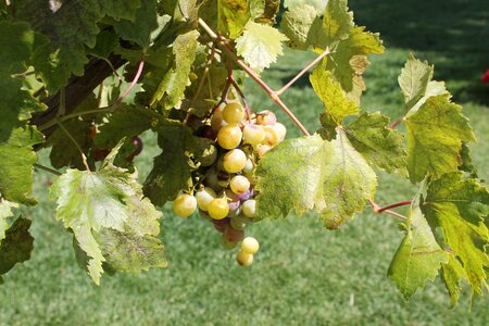 Grapes etna sicily