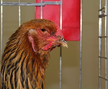 Beak hens animals