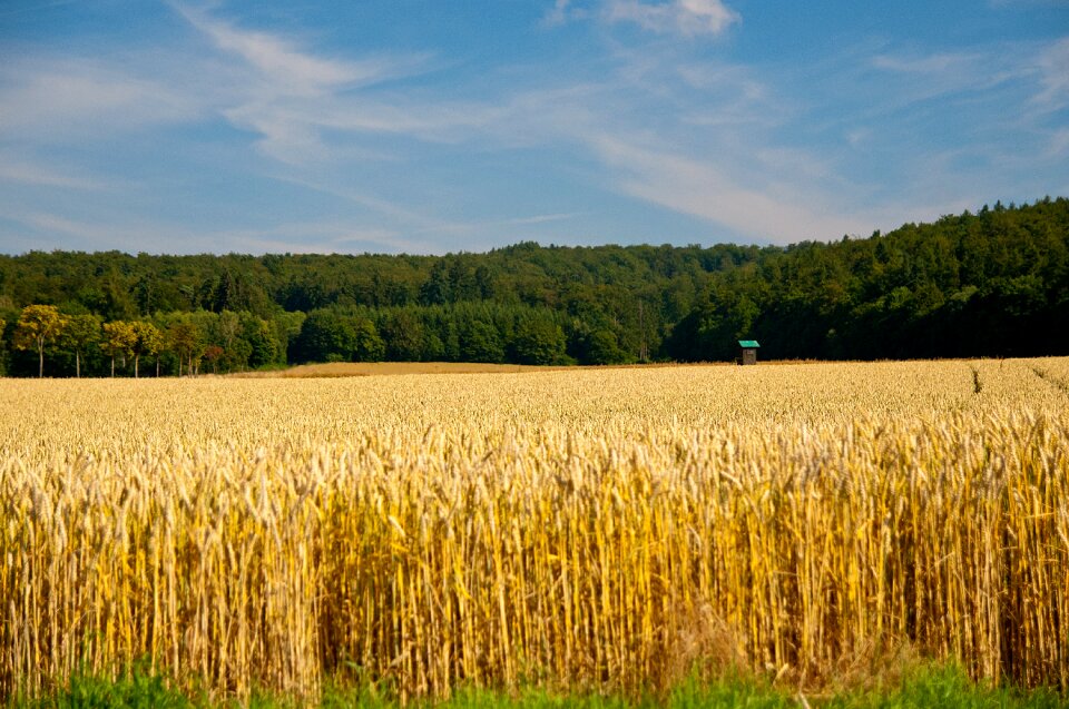 Landscape summer cereals