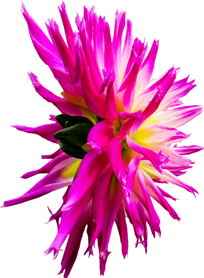 Dahlia flower pink