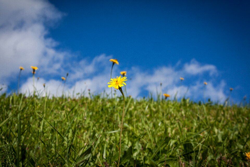 Grass blue green
