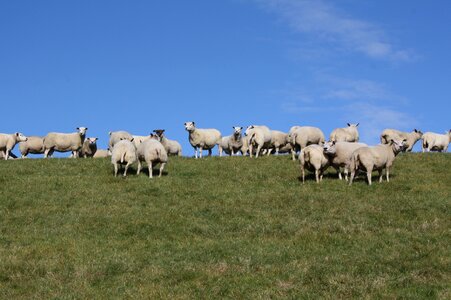 Sheep flock dike