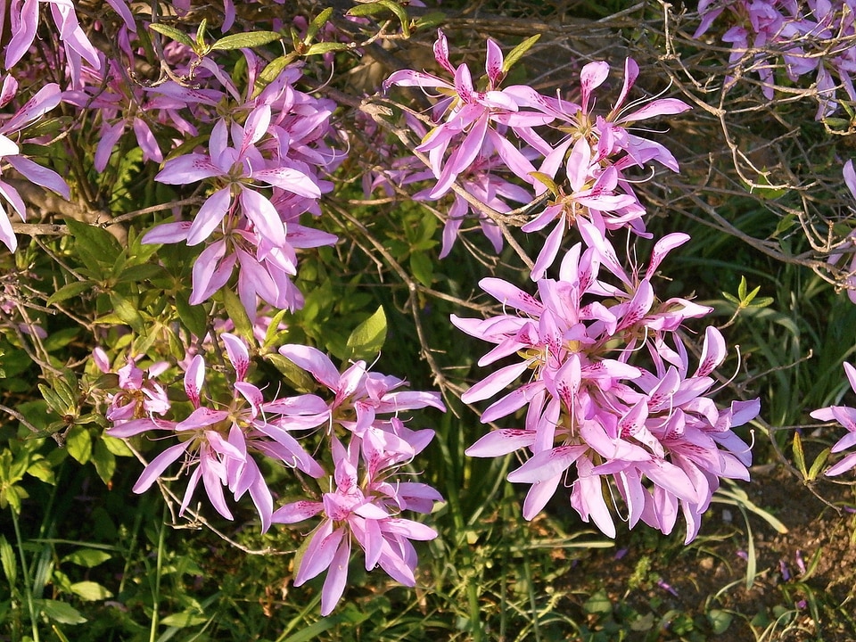 Ericaceae pink flower flower wagon