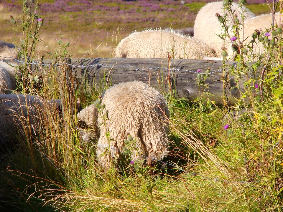 Sheep willingen wool