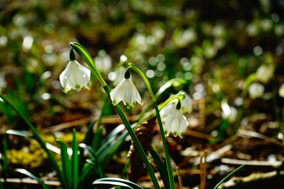 Bloom white forest
