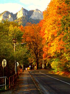 Landscape highway tree photo