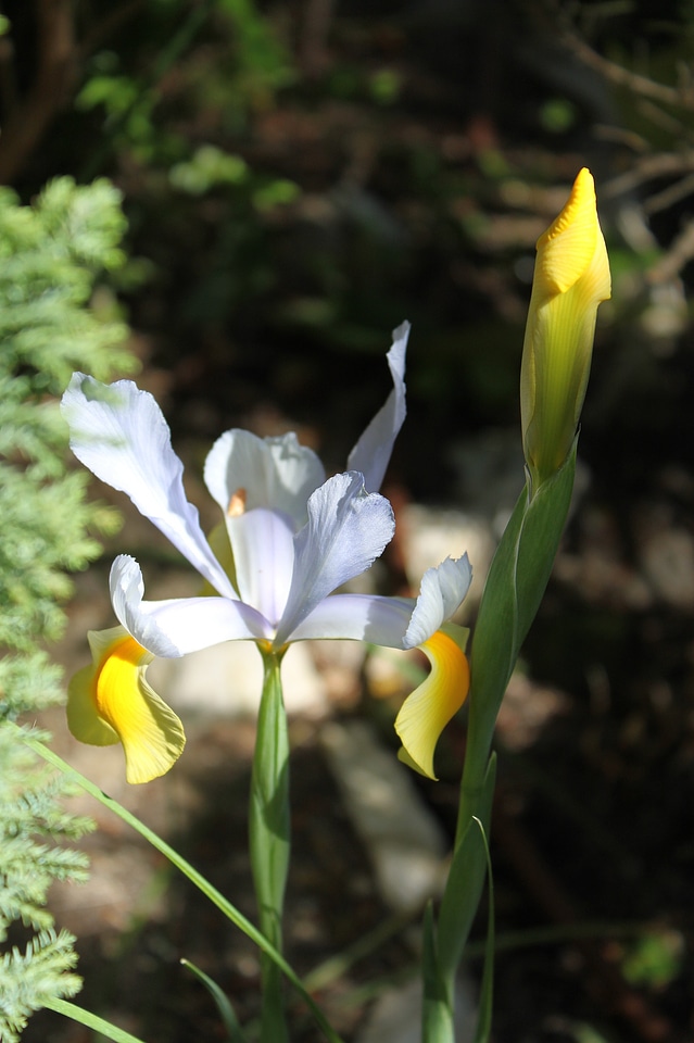 Iris macro garden